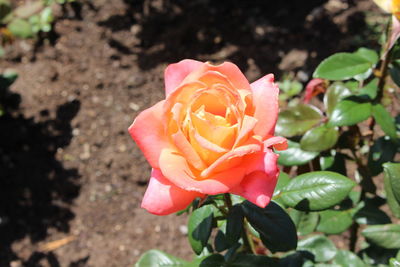 Close-up of rose