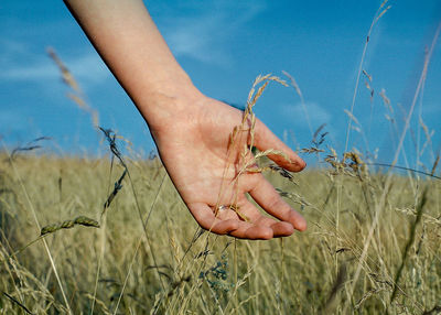 Close-up of hand touching crops on field