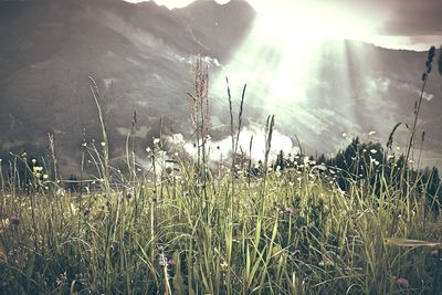 Plant growing on field