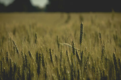 Close-up of stalks in field