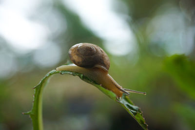 Close-up of snail on plant