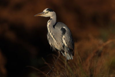 A grey heron up close 