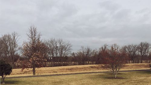 Bare trees on field against sky