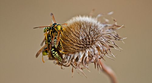 Close-up of wasps on dried flower