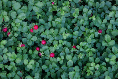 High angle view of red flowering plants