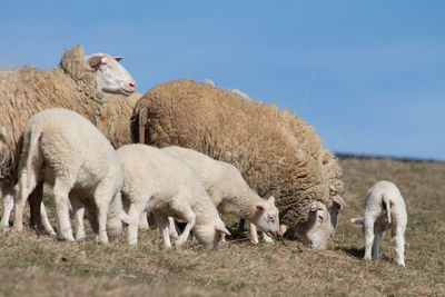 Sheep on field against clear sky