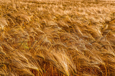 Full frame shot of wheat field