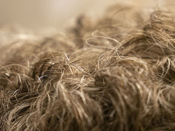 Close-up of stalks in field