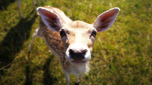 Close-up portrait of a deer