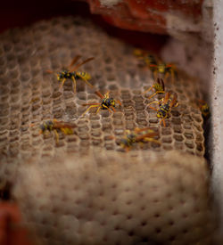 Close-up of bee