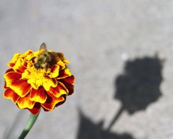 Close-up of bee on yellow flower