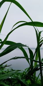 Low angle view of plant against sky