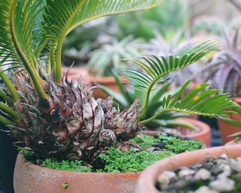 Close-up of potted plant