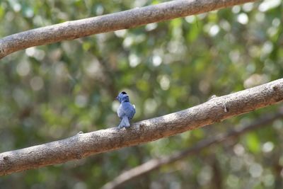 Bird perching on branch