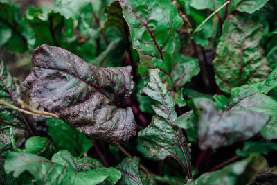 Background of green beet leaves with red stems. spotted leaves close-up. natural texture. 