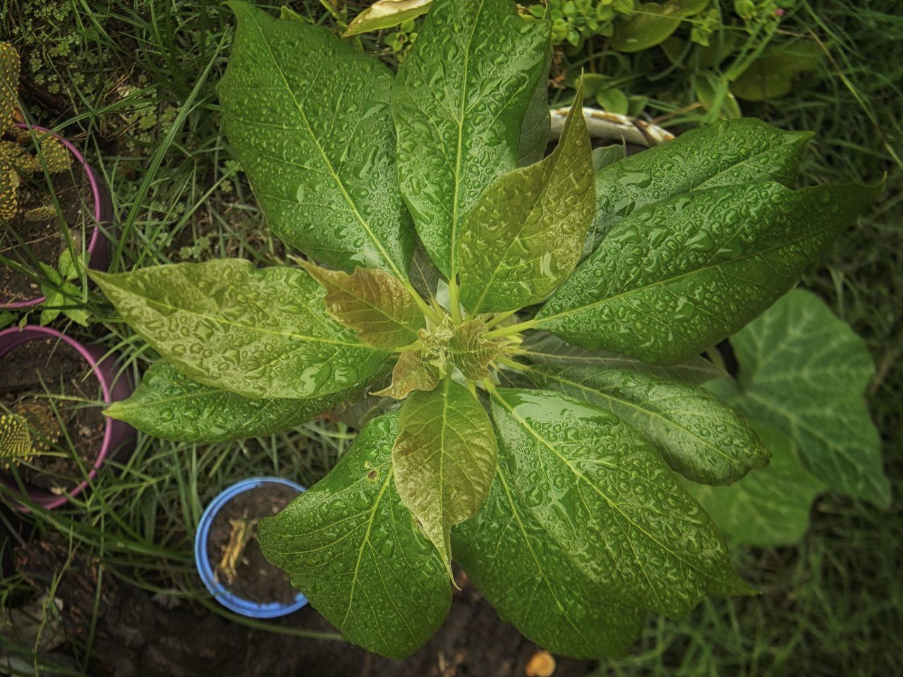 HIGH ANGLE VIEW OF FRESH GREEN LEAVES ON LAND