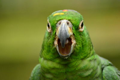 Close-up of a bird