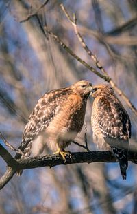 Close-up of bird perching on tree