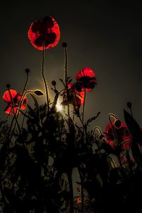 Low angle view of red flowers blooming against sky