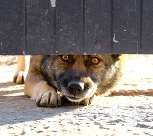 Close-up portrait of dog by wall