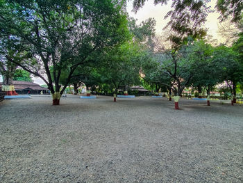 View of trees in park