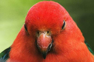 Close-up of red bird