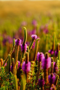 Close-up of purple flowering plants on field