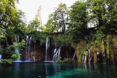 Scenic view of waterfall in forest