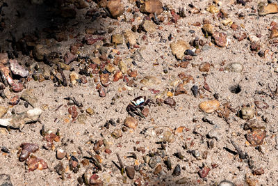 High angle view of insect on rock
