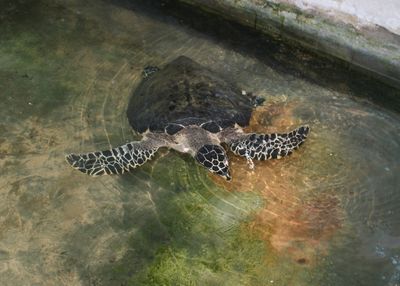 High angle view of turtle swimming in pond