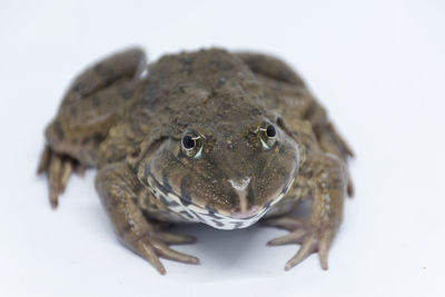 Close-up of frog over white background