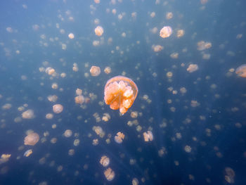 Close-up of jellyfish swimming underwater