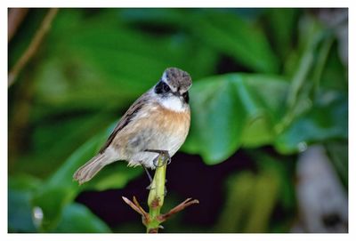 Close-up of bird perching on plant