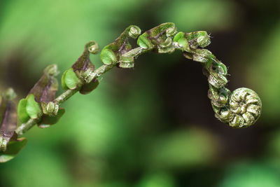 Close-up of raindrops on plant