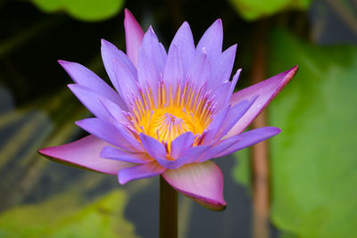 Close-up of purple water lily in pond