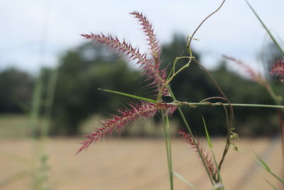 Close-up of red plant on field