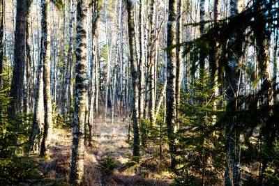 Pine trees in forest