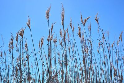 Close-up of stalks against blue sky