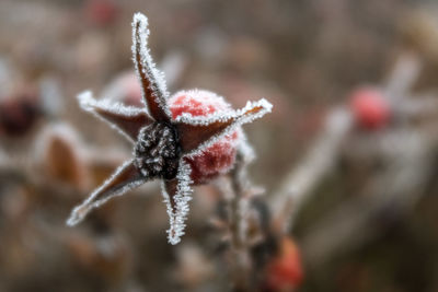 Close-up of frozen plant