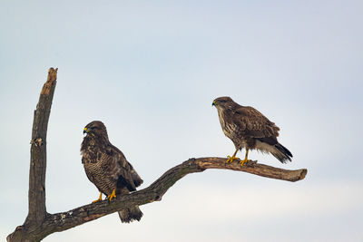 Low angle view of eagle perching on branch against sky