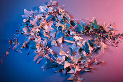 Close-up of plant against blue background