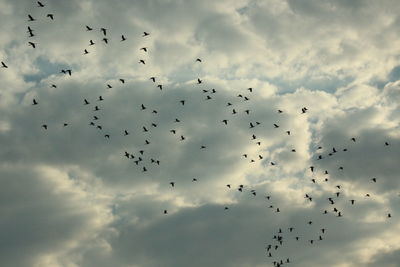 Low angle view of birds flying in sky