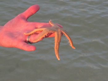 Close-up of hand holding crab in water