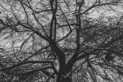 Low angle view of bare tree