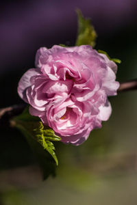 Close-up of pink rose