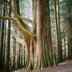 Trees in forest