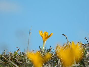 Yellow crocus growing on field against sky