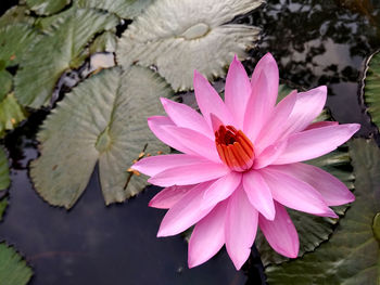 Close-up of lotus water lily in lake