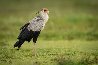 Secretary bird on grassy field