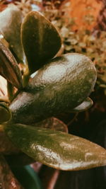 Close-up of plant against blurred background